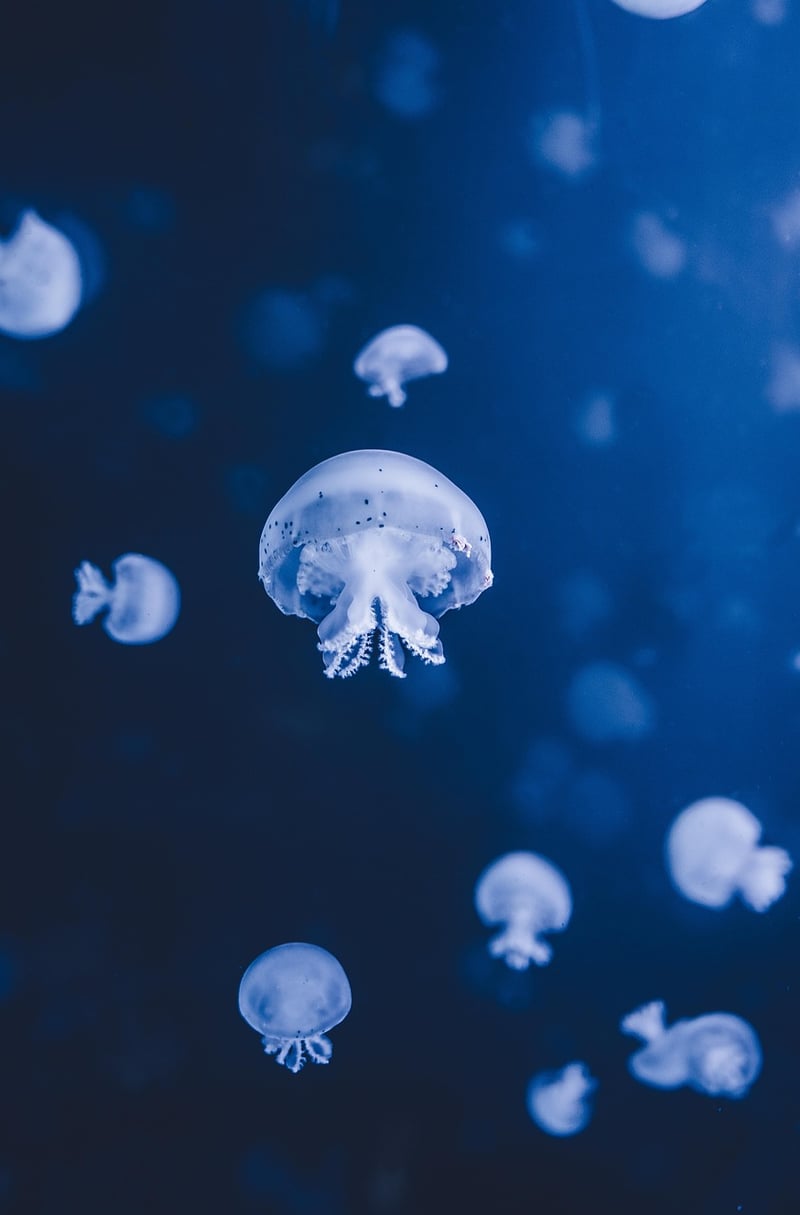 Underwater Mermaid Cove